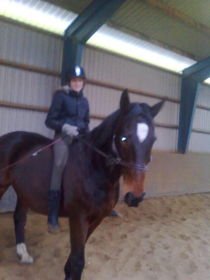 Hannoveraner Spencer R.I.P ): - vi er ude og ride , uden sadle og hovedetøg billede 7