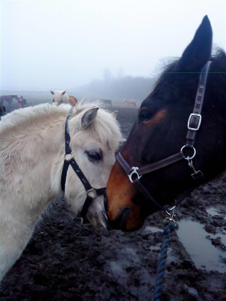 Hannoveraner Spencer R.I.P ): - Følle && Morfar på folden :P billede 8