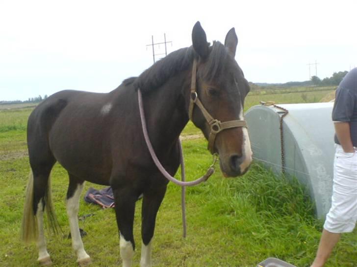 Pinto titana - da titana var syg. hun var bare rigtig meget syg :s billede 1