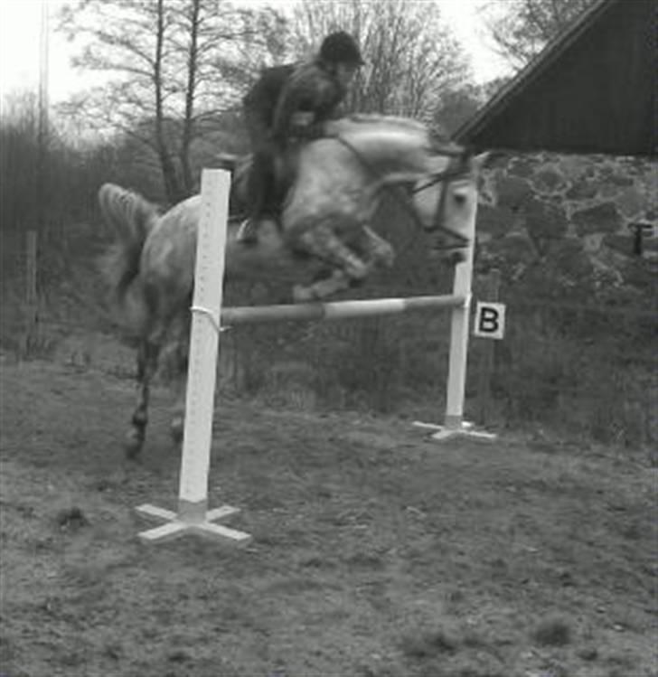 Anden særlig race Briljant  - 115 billede 3