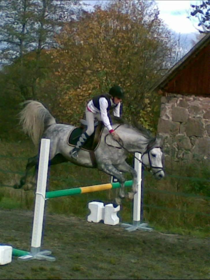 Anden særlig race Briljant  billede 4