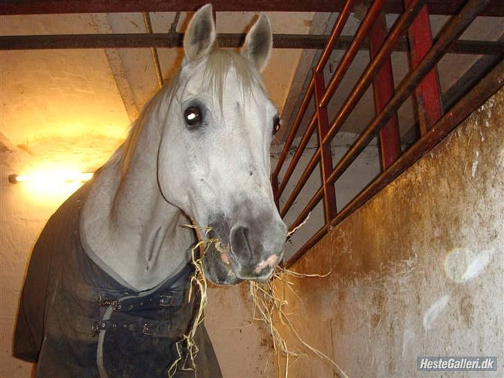 Arabisk fuldblod (OX) Progres  - Jeg elsker dig ikke kun for din udståling, men også for den pony du er  billede 8