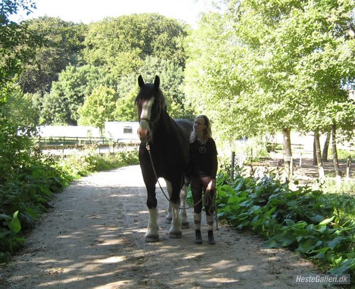 Shire Aslan - billede taget af: Katrine P billede 3