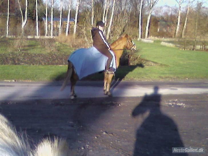 Anden særlig race O'malley | *! SOLGT:'( !* - skal til at skridte tur:) Billed Julie billede 17