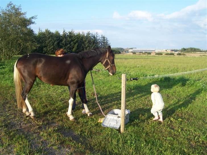Pinto titana - titana stadig syg. hun så helt forfærdelig ud!!!  billede 2