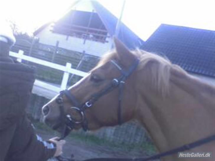 Anden særlig race O'malley | *! SOLGT:'( !* - billed:katarina billede 18