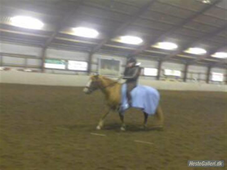 Anden særlig race O'malley | *! SOLGT:'( !* - skridter af:) Billed Kata billede 19