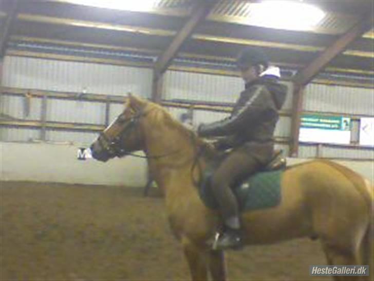 Anden særlig race O'malley | *! SOLGT:'( !* - Parade:) Billed Kata billede 20