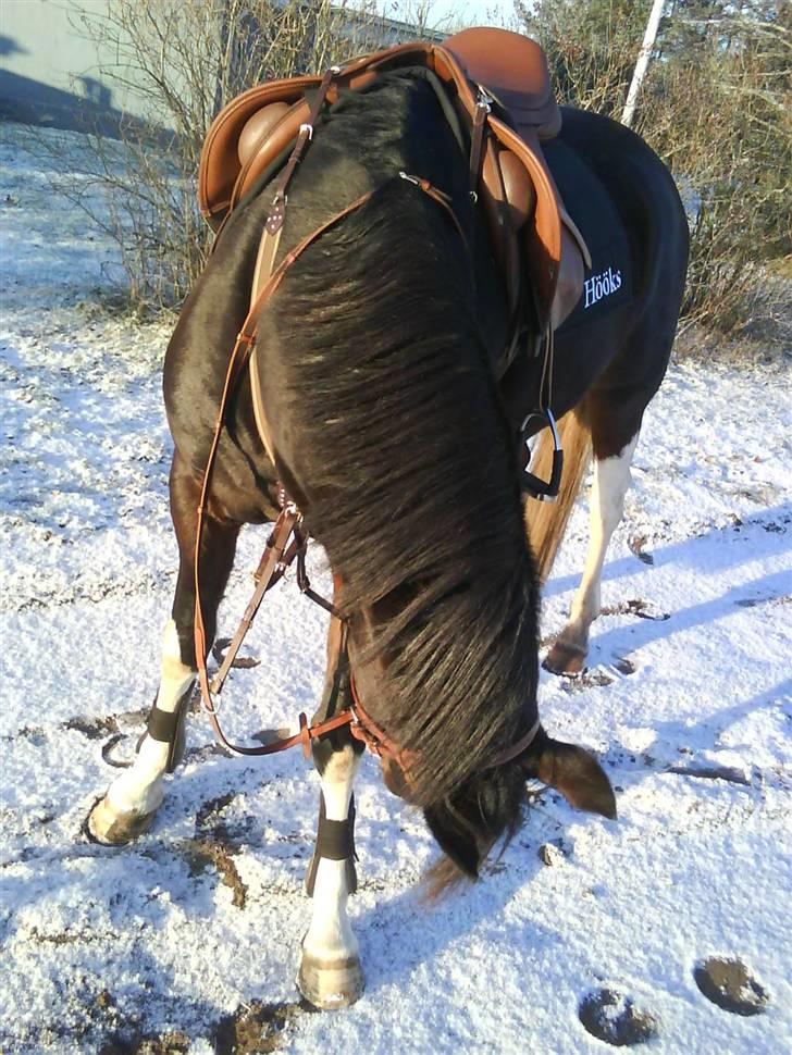 Pinto titana - titana er klar igen, men hun har noget med at vælte rundt på hovede. :D  billede 4