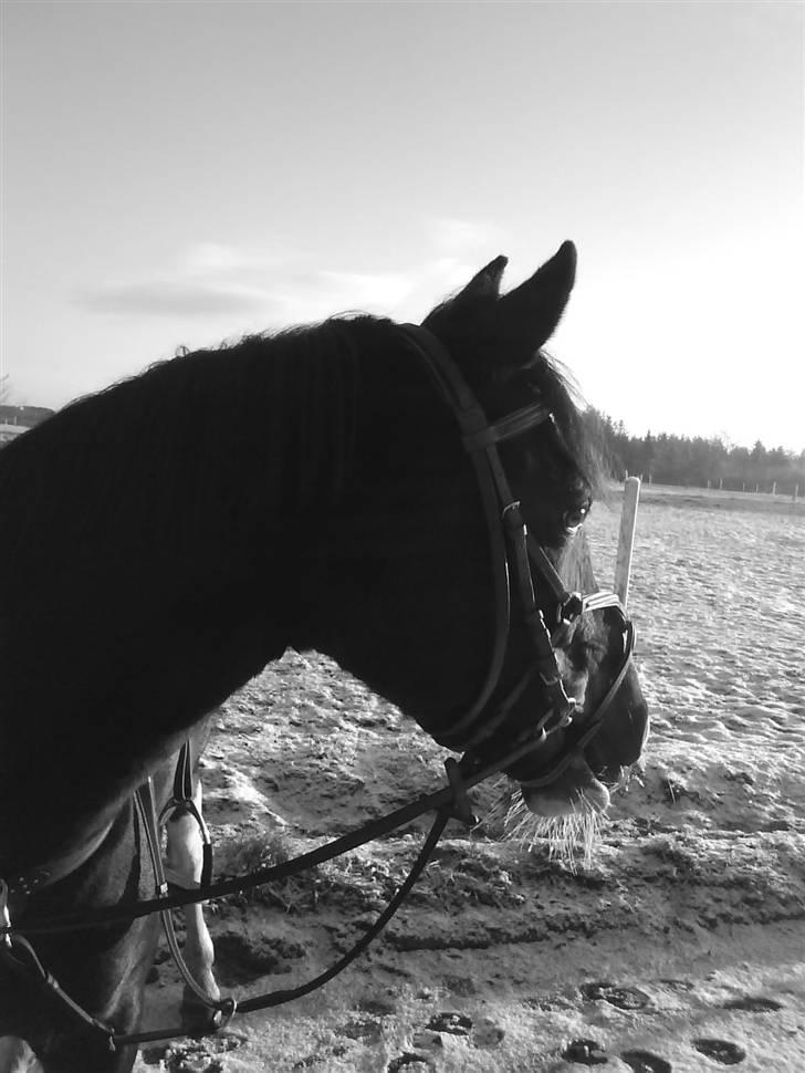 Pinto titana - dejlige titana kan se alle de andre heste løber hun tænker: mhh? der kan kun være mad siden de løber. :D  billede 5