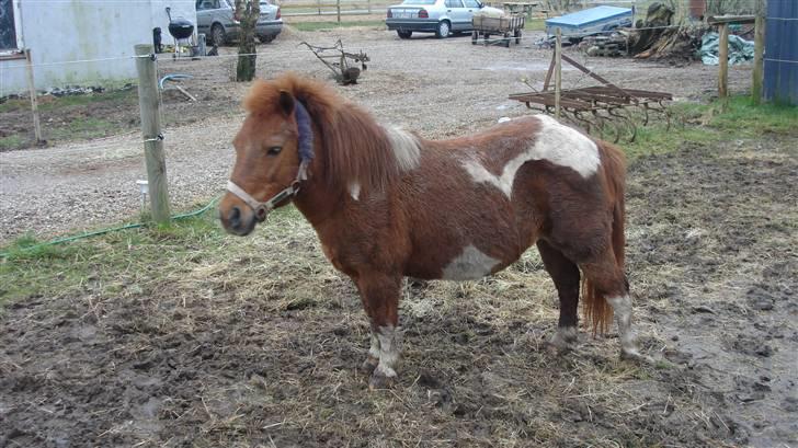 Shetlænder Malu (solgt) billede 1