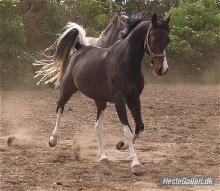 Pinto titana billede 6