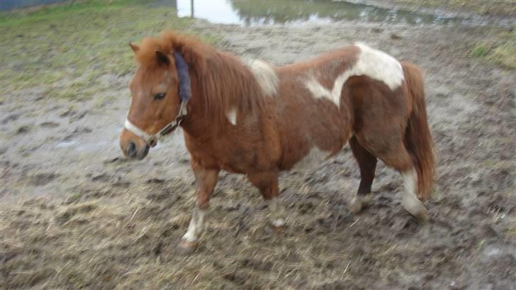 Shetlænder Malu (solgt) billede 2