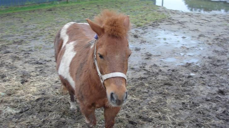 Shetlænder Malu (solgt) billede 3