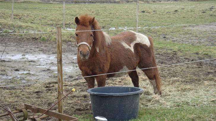 Shetlænder Malu (solgt) billede 4