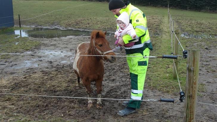 Shetlænder Malu (solgt) billede 5