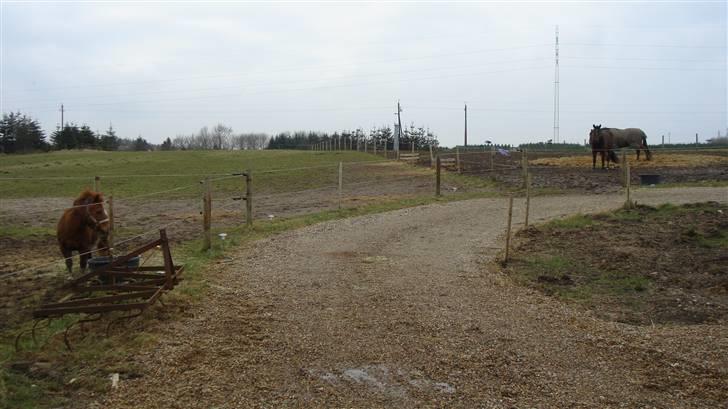 Shetlænder Malu (solgt) billede 6