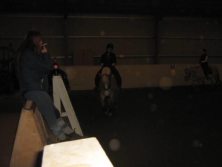 Haflinger Altjo *har redet*  billede 16