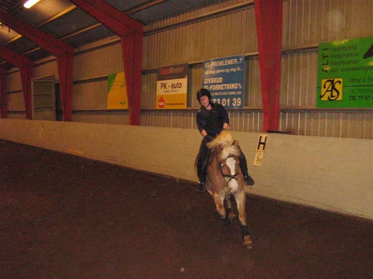 Haflinger Altjo *har redet*  billede 17