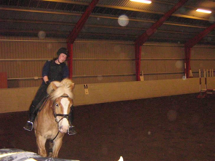 Haflinger Altjo *har redet*  billede 18