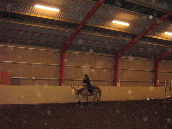 Haflinger Altjo *har redet*  billede 19