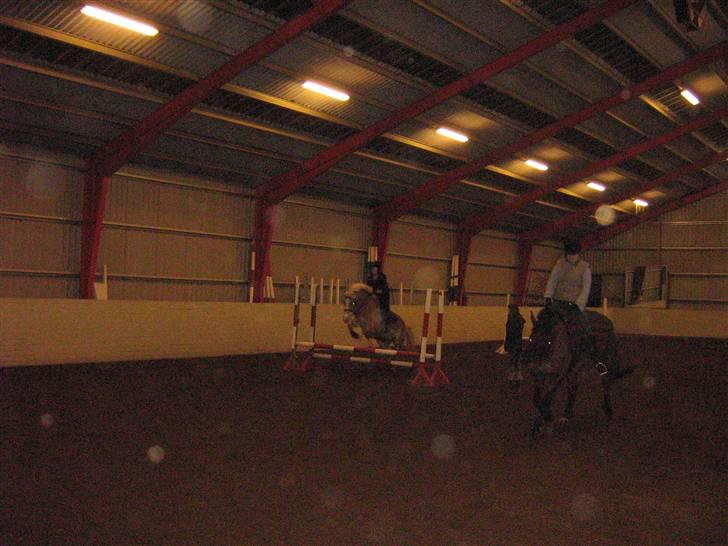 Haflinger Altjo *har redet*  billede 20