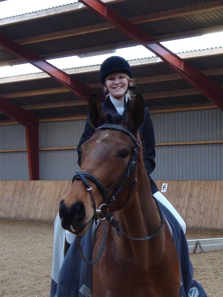 Dansk Varmblod Kongejordens Cardiff billede 13