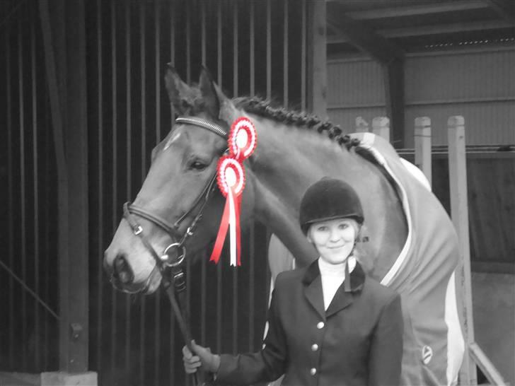 Dansk Varmblod Kongejordens Cardiff billede 16