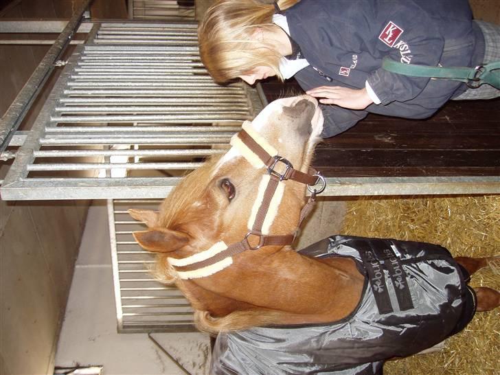 Anden særlig race amadeus - lige da jeg havde fået ham :)  I miss you  billede 13