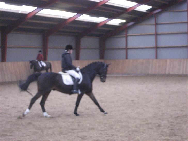 Holstener Campbell  SOLGT - stævne billede 13