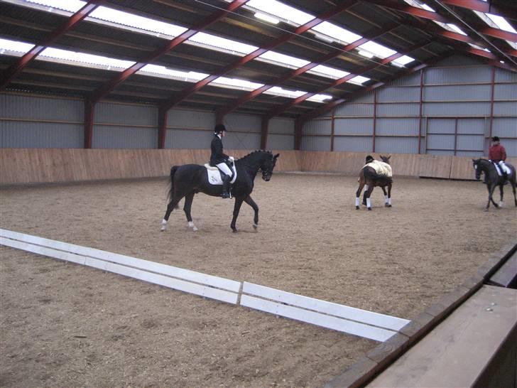 Holstener Campbell  SOLGT - stævne billede 14