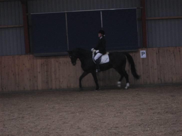 Holstener Campbell  SOLGT - stævne billede 15