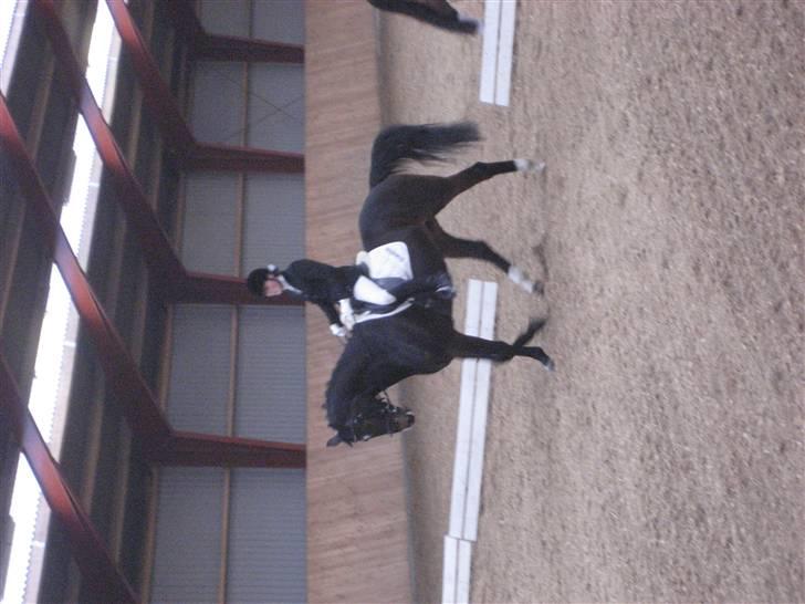 Holstener Campbell  SOLGT - stævne billede 16