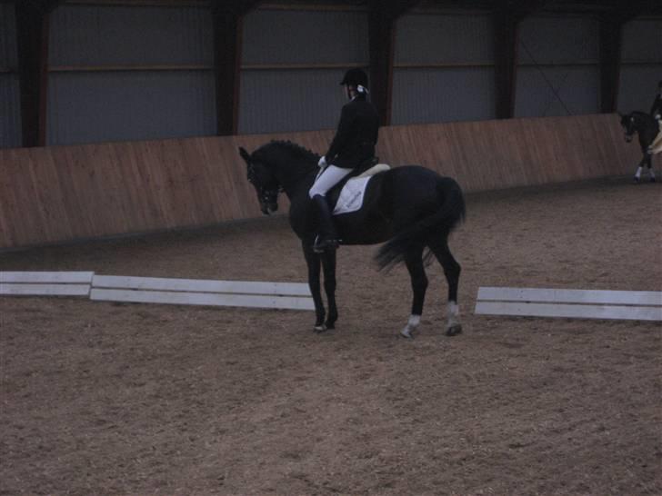 Holstener Campbell  SOLGT - stævne billede 17