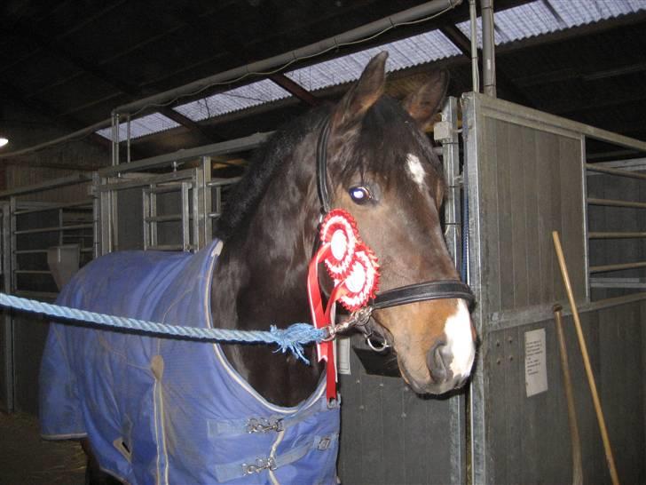 Holstener Campbell  SOLGT - vores 2 første pladser billede 18