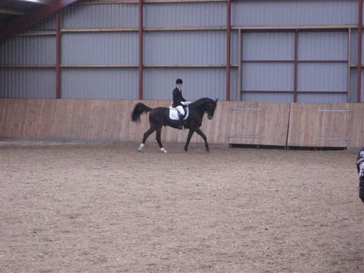 Holstener Campbell  SOLGT - stævne billede 19