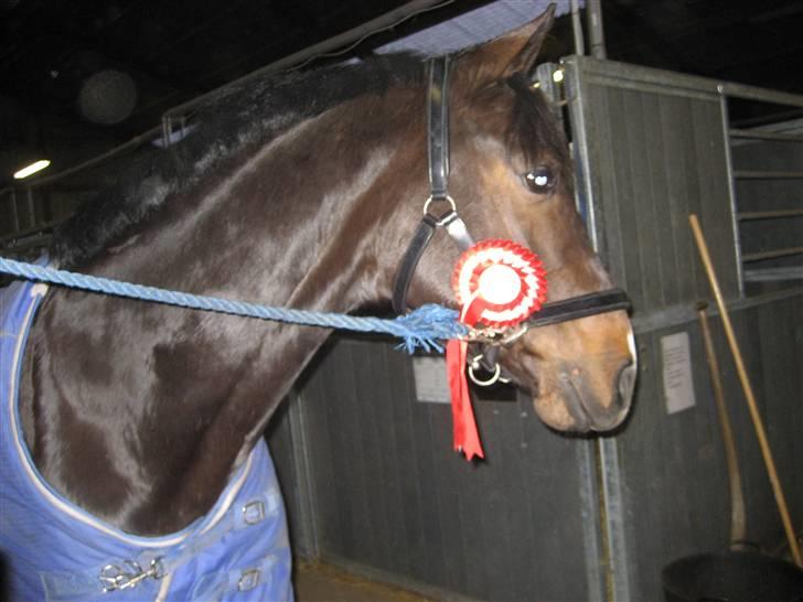 Holstener Campbell  SOLGT - han er bare søde. billede 20