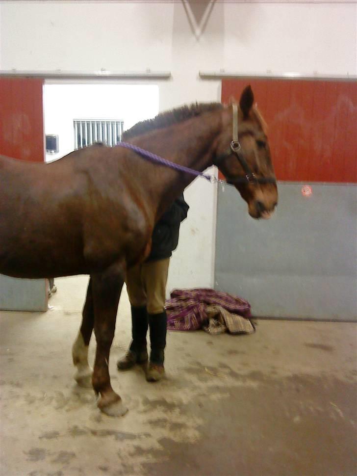 Anden særlig race Ronja ( R.I.P) billede 4