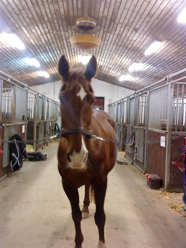 Anden særlig race Ronja ( R.I.P) billede 5