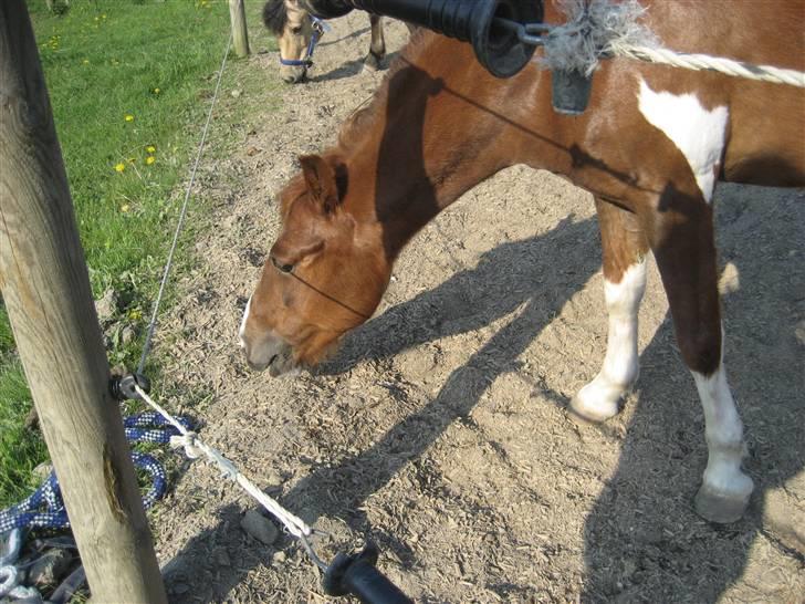 Anden særlig race Lucky - Fordi du R´ dejliq! :* <´3 FOTO: Emma billede 3