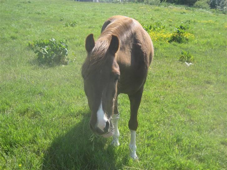 Anden særlig race Lucky - ;* <33 FOTO: Emma billede 4