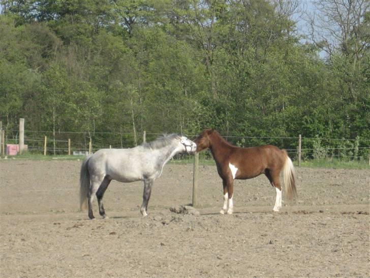 Anden særlig race Lucky - Sammen med Cassie, De to er da ved at blive glade for hinanden. xD FOTO: Emma billede 5