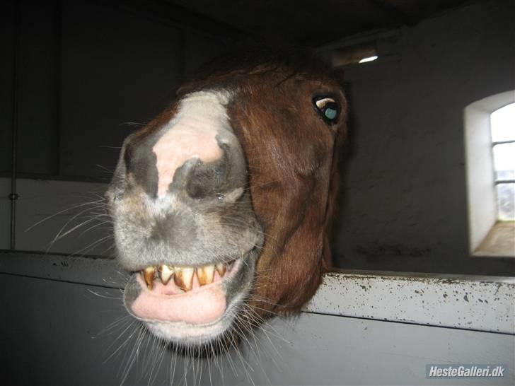 Anden særlig race Lucky - Fine bisser, NoT.. <33 FOTO: Mig billede 7