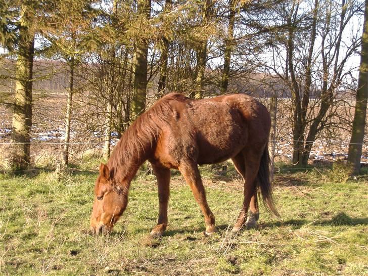 Traver Faun  (lån) billede 6