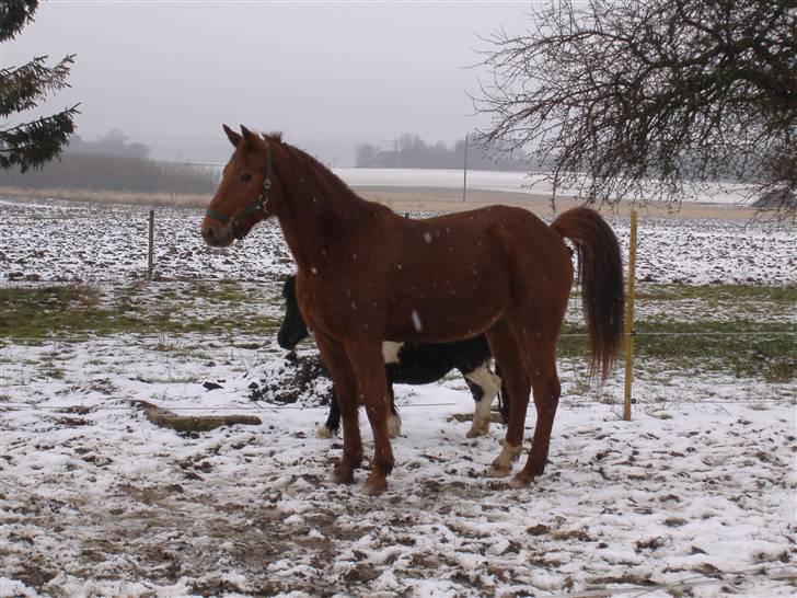 Traver Faun  (lån) billede 7