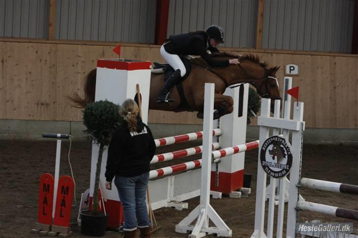 Hollandsk Sportspony Lorenzo solgt :/  - Ågerupgård 2009, LA tror jeg? Hvor han gik nul . Syg billede (: billede 15