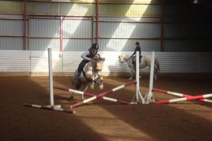 Fjordhest Prins solgt - Prins til springning på KE<3 billede 17