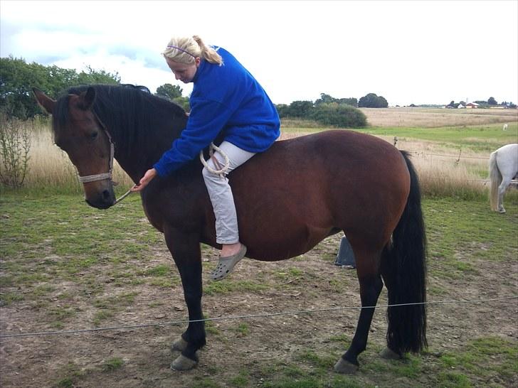 New Forest /Pinto   Celine -  Cille  - 29/8-10 . "You make me feel free, free to be my own me!" . <3 Foto: mor billede 10