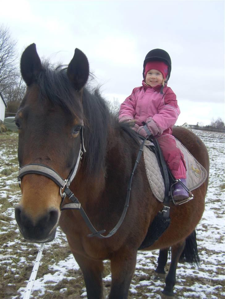 New Forest /Pinto   Celine -  Cille  -  feb 09 . Lille Emilie fik en ridetur på Celine . :) billede 11