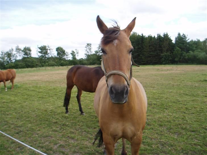 Anden særlig race Sasja R.I.P billede 13